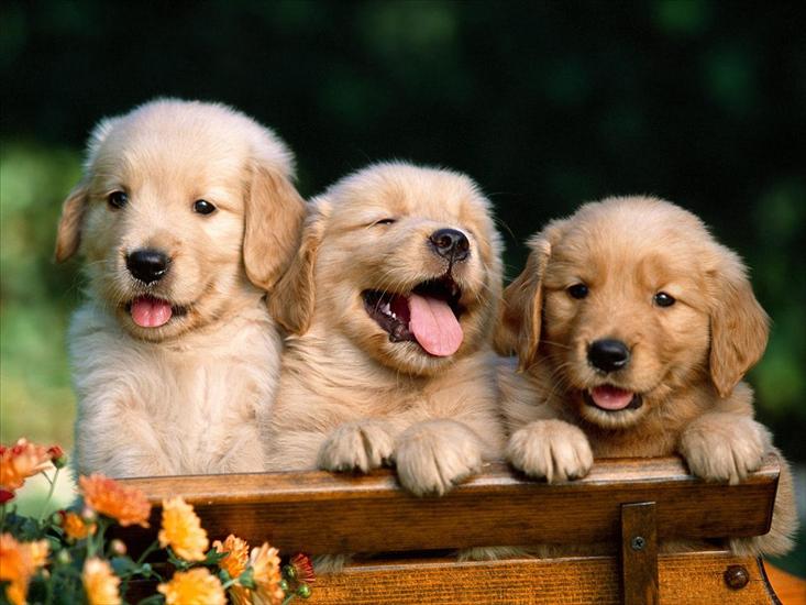 pieski - Friends Forever, Golden Retriever Puppies.jpg