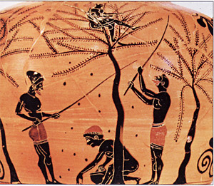 Starożytna Grecja, sport,  Igrzyska, handel, gospodarka - obrazy - ev01. Zbiory oliwek.jpg