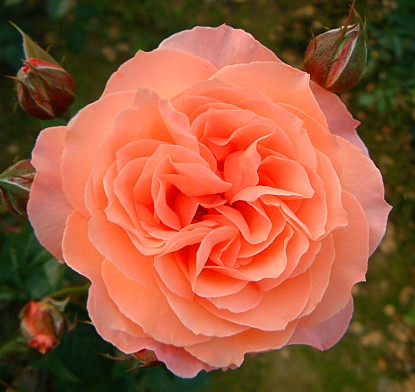 róże - Belvedere.jpg