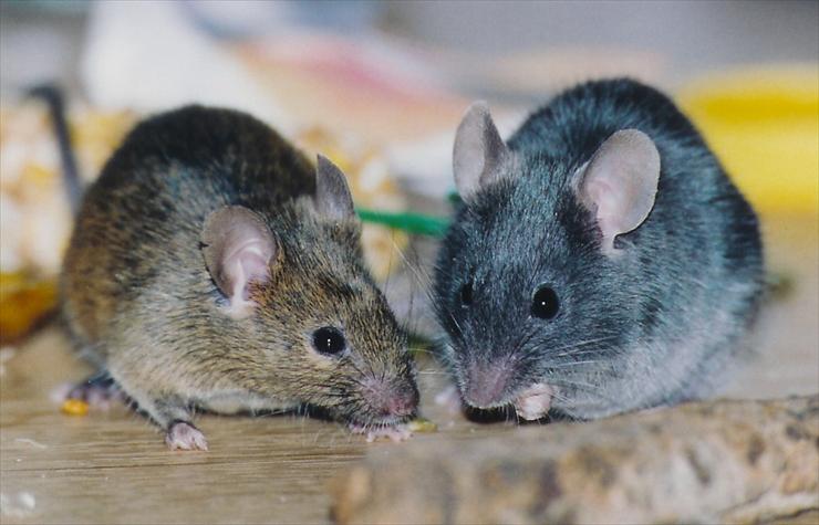 Szczury i myszy - e10_myszy_ryc1.jpg