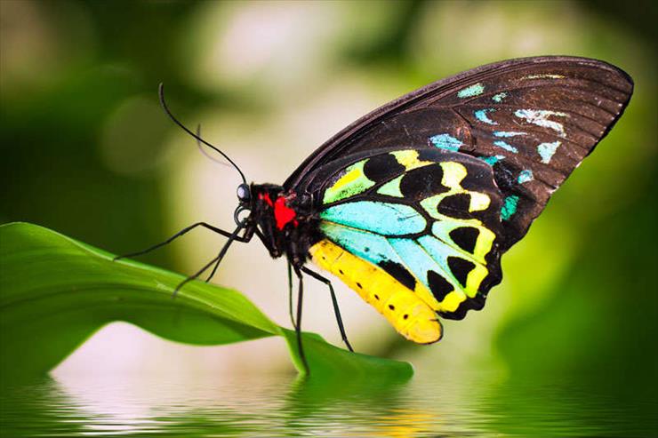 Motyle i ważki - Australian Butterfly Sanctuary.jpg
