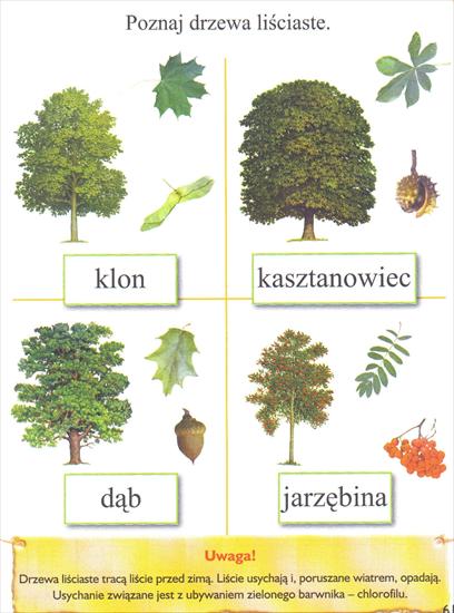 Drzewa liściaste - drzewa liściaste.JPG