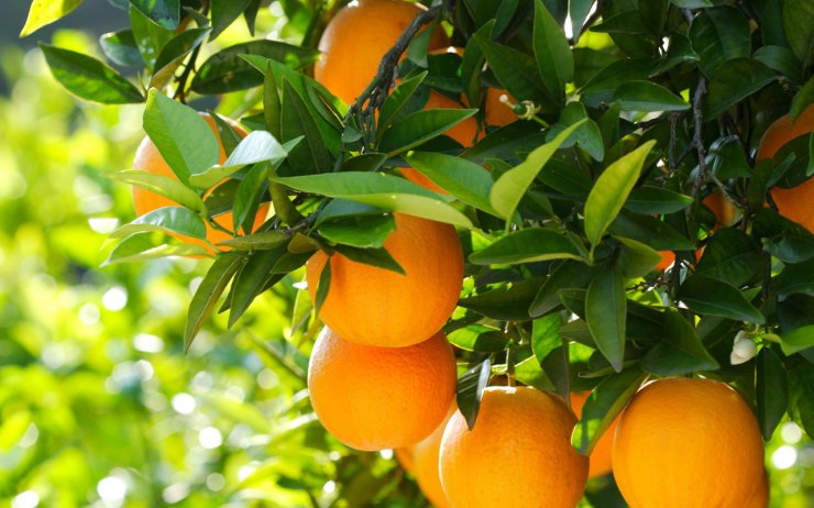 Owoce - pomarańcze2.jpg