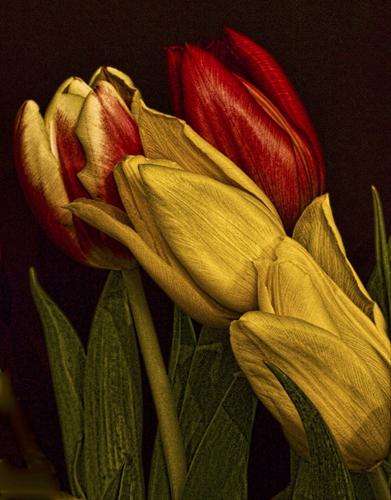 -tulipan-symbol miłości- - y09y.jpg