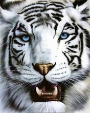 Zwierzęta - White_Tiger.jpg