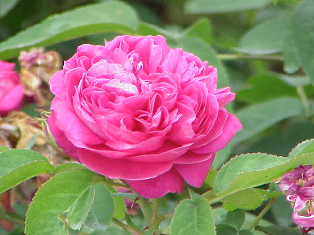 roze7 - Rosa_damascena5.jpg
