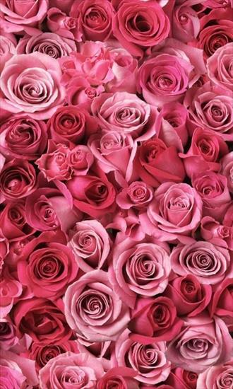 30 pięknych tapet z kwiatami na smartfona - kolekcja - Beautiful Flowers Wallpapers For Android Mobiles 1.jpg
