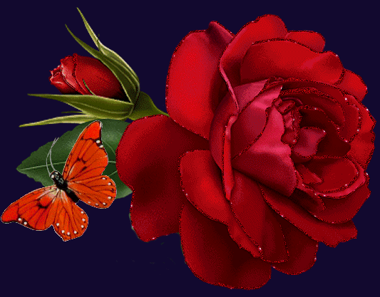 Galeria kwiatów - Piękna róża z motylem.gif