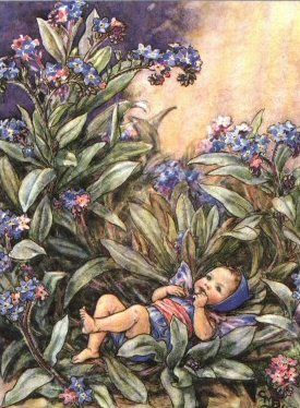 Cicely Mary Barker - forget-me-not_fairy_cicely_mary_barker.jpg