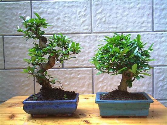 bonsai - SDC11840.JPG