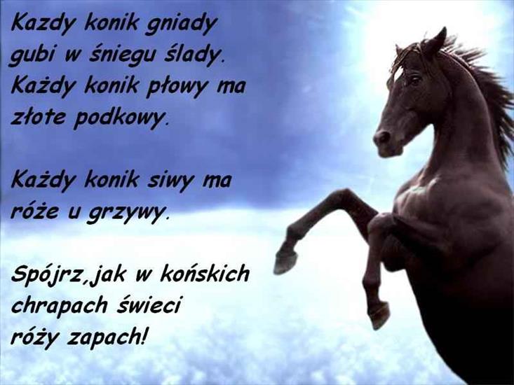 JEDNOROŻCE - konie_44.jpg