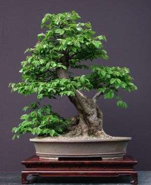 Bonsai - bonsai_zelkova_3_1.jpg