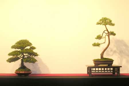 DRZEWKA BONSAI - bonsai 14.jpg
