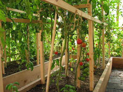 Ogród - tomatoes-greenhouse.jpeg