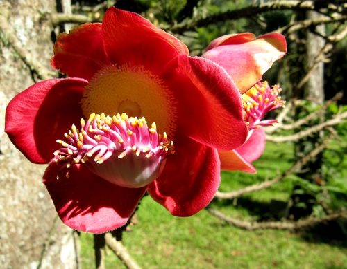 Kwiaty i krzewy egzotyczne - kwiat macaco.jpg
