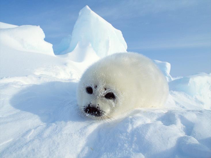  Animals part 2 z 3 - Harp Seal Pup, Gulf of St. Lawrence, Canada.jpg