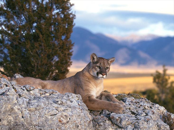  Animals part 2 z 3 - Mountain Lion, Rocky Mountains.jpg