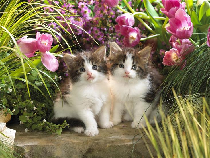 zwierzaki - Kittens in Spring.jpg