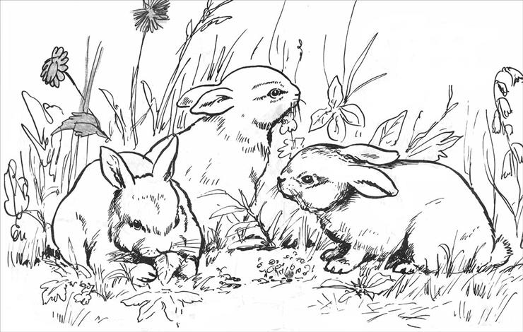 zwierzęta - króliki.jpg