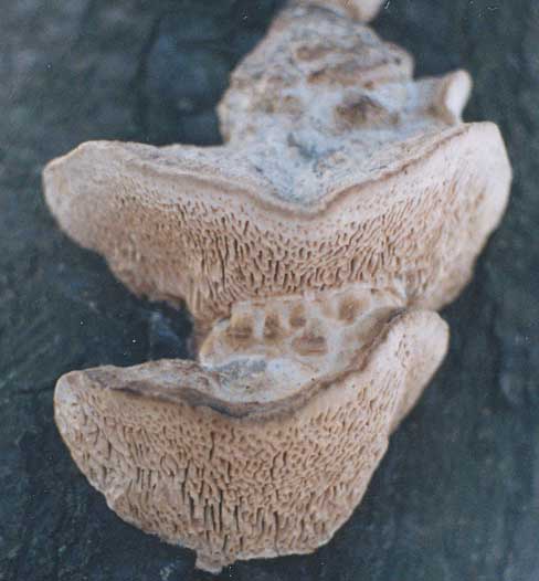 grzyby - gmatwek dębowy-daedalea quercina2.jpg