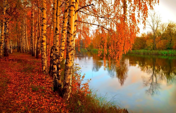 - Autumn - jesien rzeka brzozy.jpg