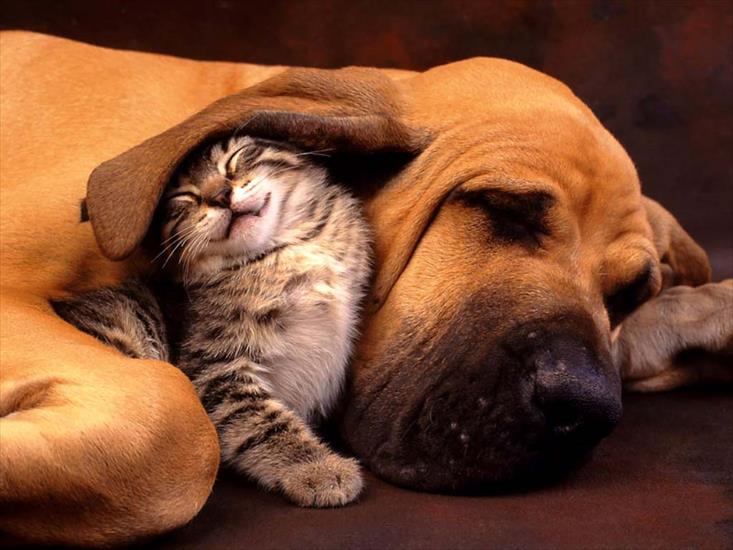Kocie Przyjaźnie - Cat_and_Dog_the_Best_Friend-wallpaper.jpg