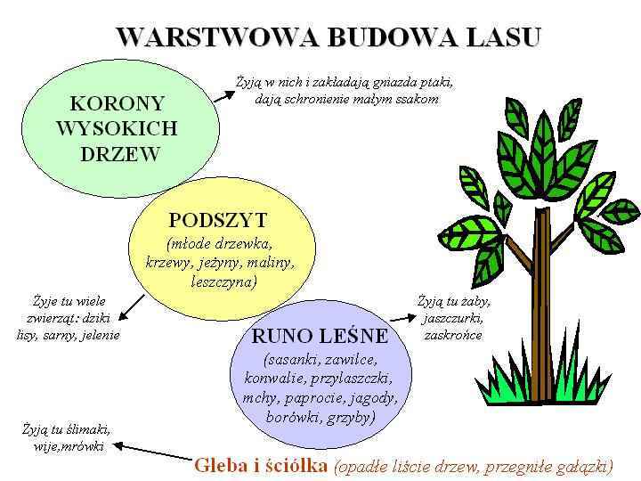 biologia-przyroda - schemat_budowa_lasu.JPG