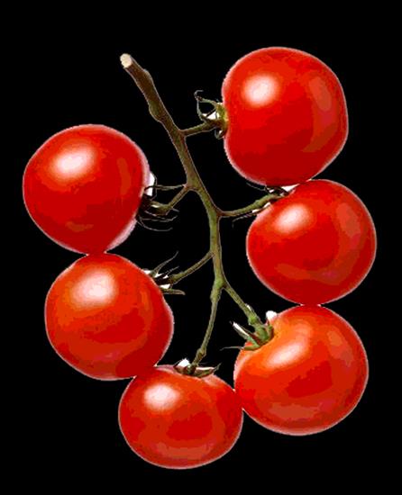 Owoce - Tomatoes.png