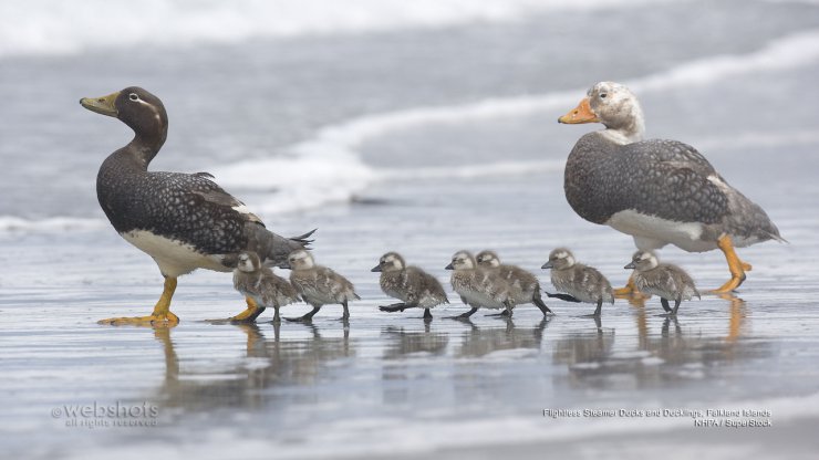 Ptaki - Flightless Steamer Ducks and Ducklings, Falkland Islands.jpg
