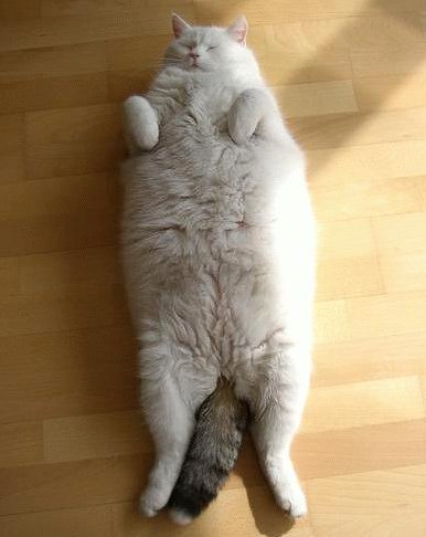 KOTY - fat-cat-pictures-001.jpg