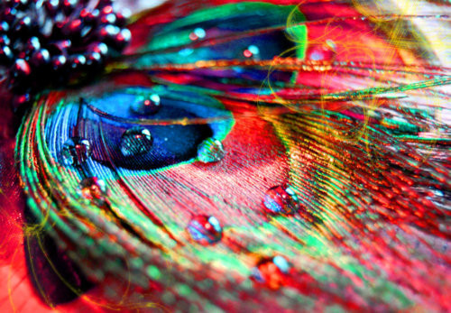 Galeria - beautiful-colors-feather-girly-heart.jpg