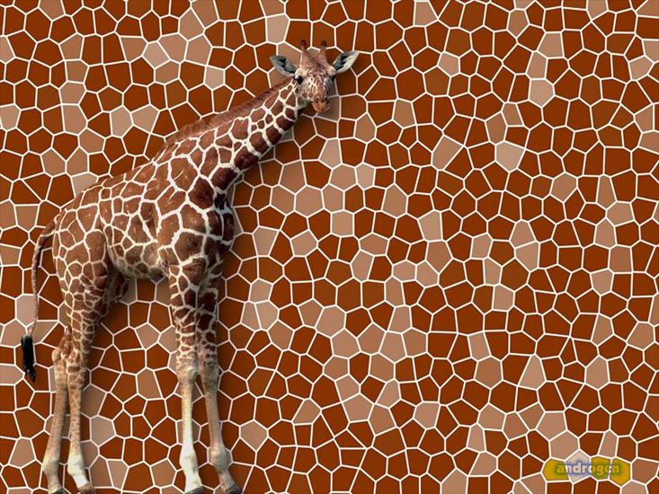 żyrafy - żyrafa2.jpg