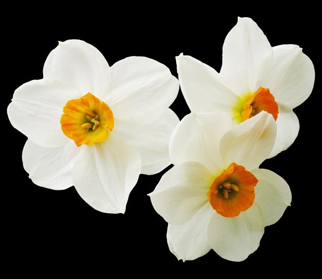 WIOSENNE PNG ROZMAITE - Narcissus 2.png