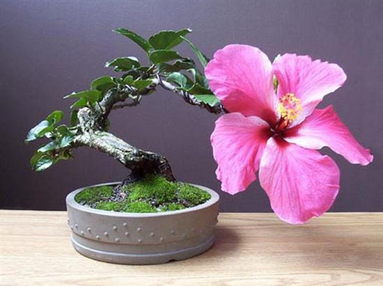 bonsai kwitnące - bonsai.jpg