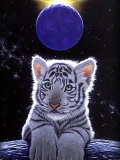 Zwierzaki - Young Siberian Tiger.JPG