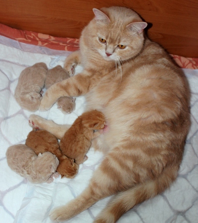 Kociaki i ich Mamy - IMG_2394.jpg