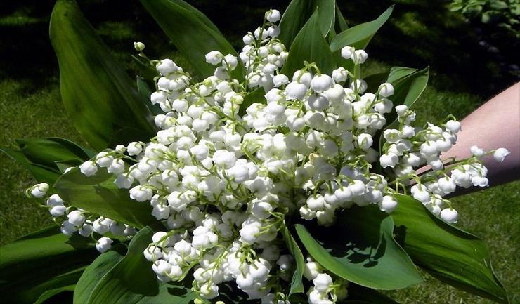 WIOSNA1 - zLily-of-the-Valley.jpg