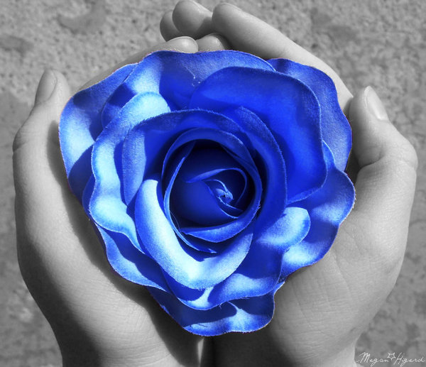 nostalgia z odrobiną koloru - Blue Rose 48.jpg