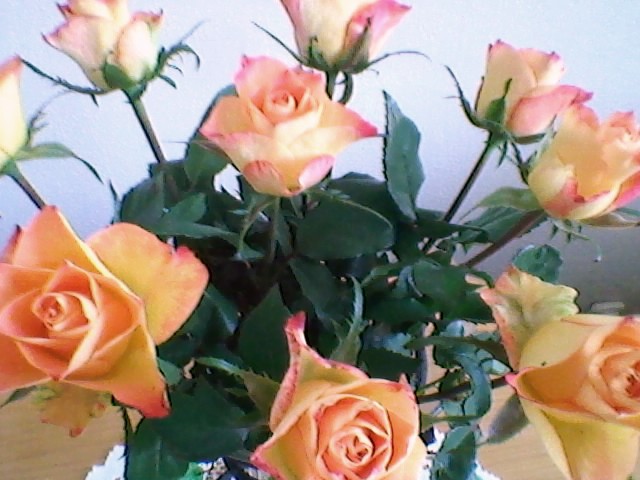 Moja fotogaleria - Herbaciane róże.jpg
