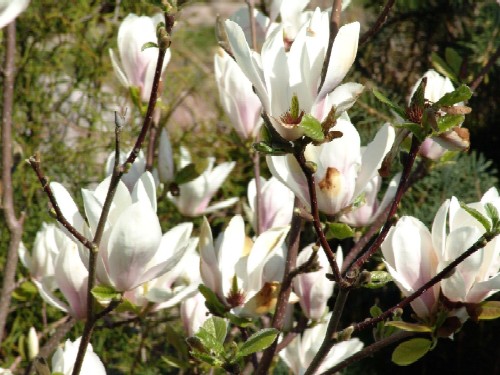 magnolie - magnolia_Hortulus_500.jpg