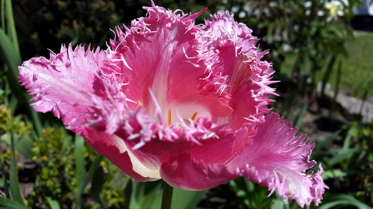tulipany - 20160505_115044.jpg