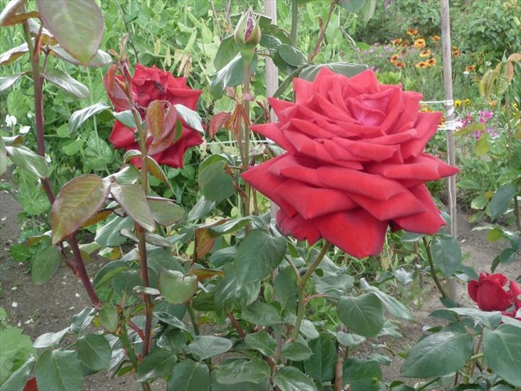 Róże - P1020478.JPG