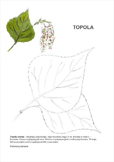Drzewa 2 - 30 - schemat_Topola.bmp