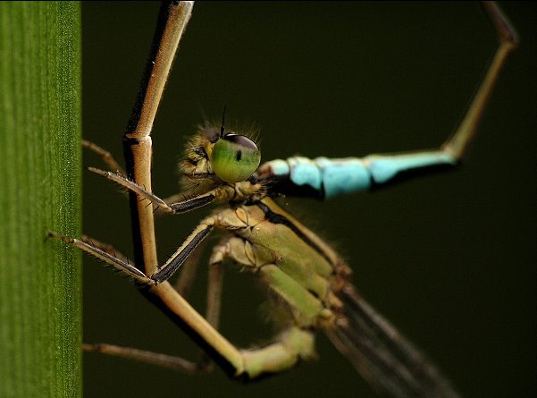 MAKROFOTO  WAŻKI - Tężnica Wytworna Ischnura Elegans Tężnica Wytworna...Ischnura Elegans Tężnica Wytworna Ischnura Elegans.jpg