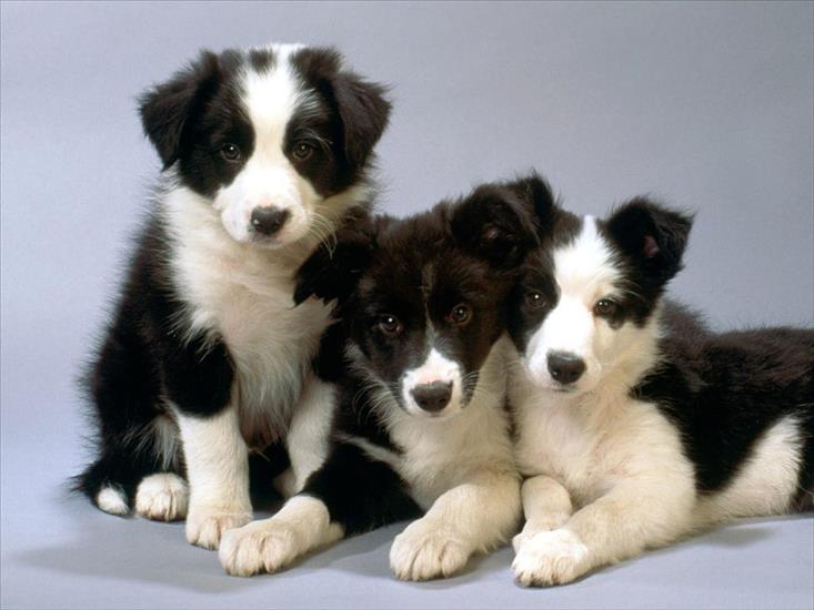 06 Dogs 1600x1200 - Black and White Border Collie Pups.jpg