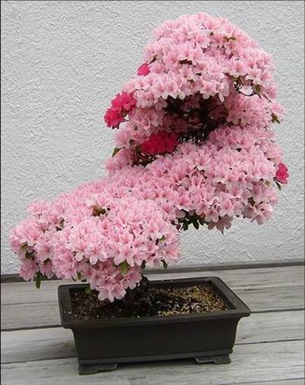 BONSAI - 1271758731_bloomingbonsai02.jpg