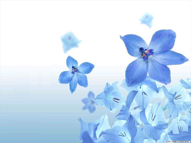 Galeria - blue-flower_1024x768.jpg
