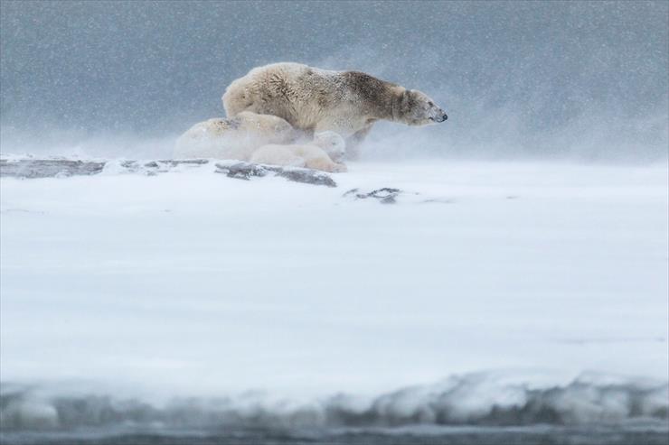  RATUJMY NIEDŹWIEDZIE POLARNE - Polar-bear-and-cubs-in-blizzard-Arctic-National-Wildlife-Refuge-Alaska-USA.jpg