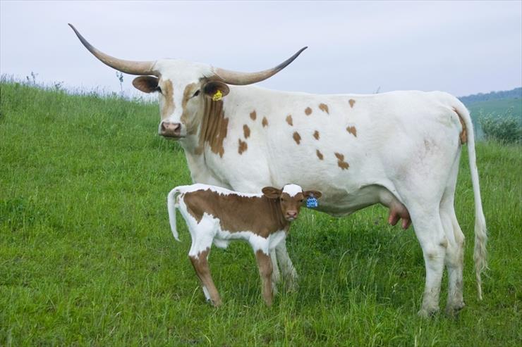 krowy - krowy longhorn.jpg