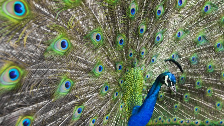 Ptaki - Peacock.jpg